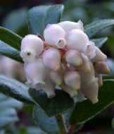 Sivun Arctostaphylos edmundsii Howell kuva