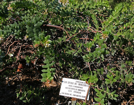 Image of San Bruno Mountain manzanita