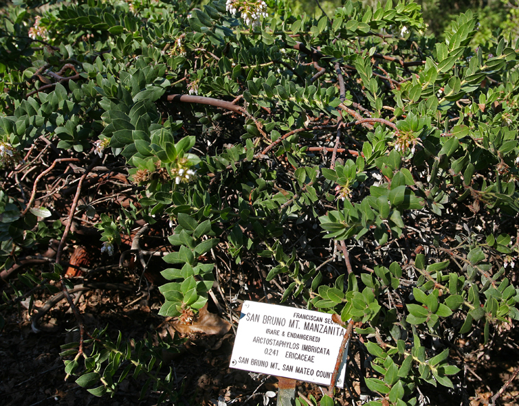 Image of San Bruno Mountain manzanita