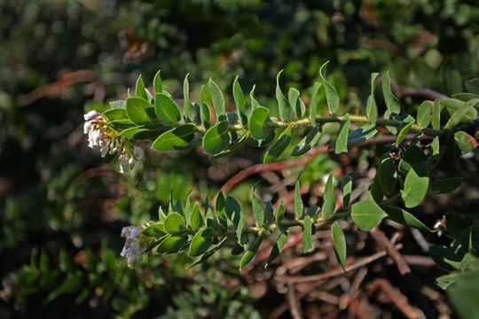 Image of San Bruno Mountain manzanita