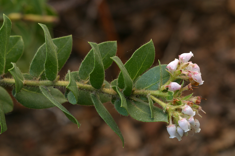 Image of San Bruno Mountain manzanita