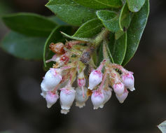 Image of San Bruno Mountain manzanita