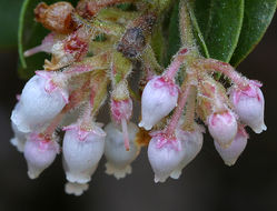 Image of San Bruno Mountain manzanita