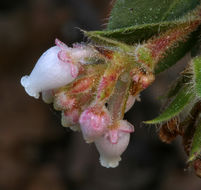 Image of San Bruno Mountain manzanita