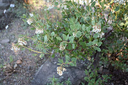 Image of Peninsular manzanita