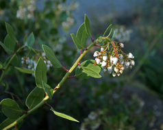 Image of Peninsular manzanita