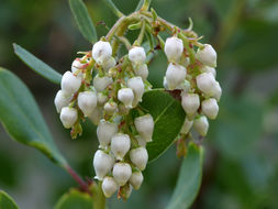 Image of Peninsular manzanita