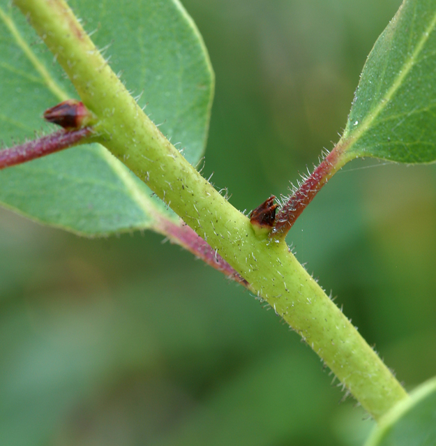 Image of Peninsular manzanita