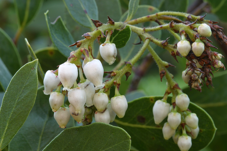 Image of Peninsular manzanita