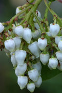 Image of Peninsular manzanita