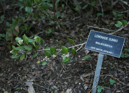 Image of lemonade sumac