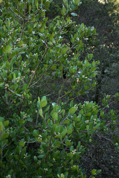 Image of lemonade sumac