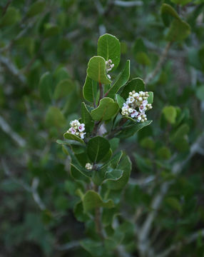 Image of lemonade sumac