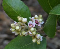 Image of lemonade sumac