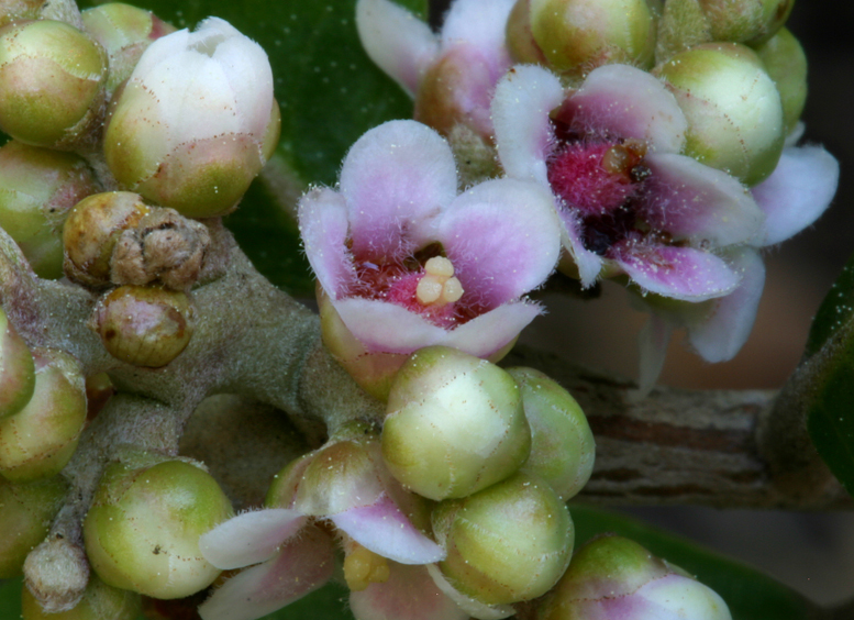 Image of lemonade sumac