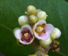 Image of lemonade sumac