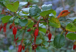 Image of fuchsiaflower gooseberry