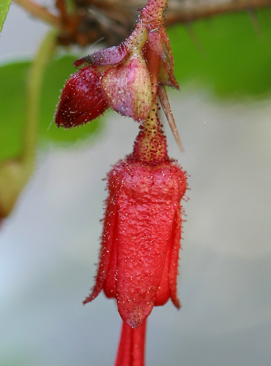 Image de Ribes speciosum Pursh