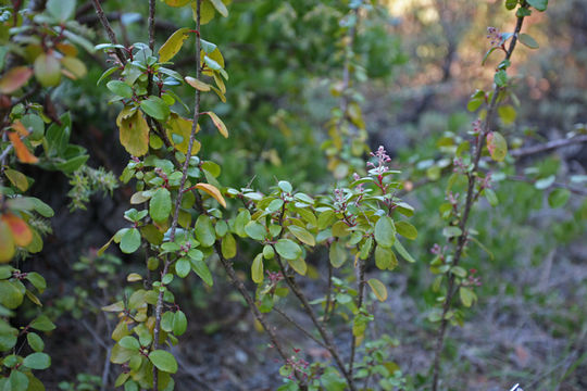 Image of island gooseberry