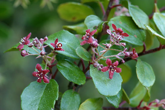 Image of island gooseberry