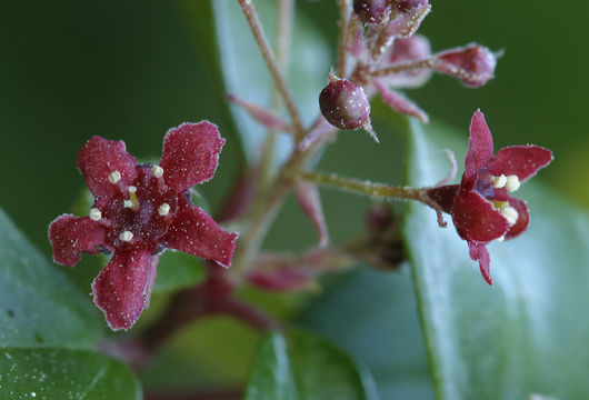 Image of island gooseberry