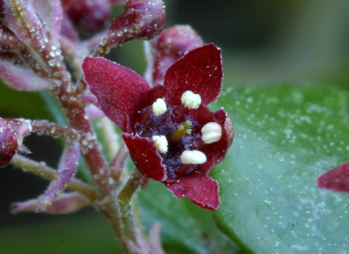 Image of island gooseberry