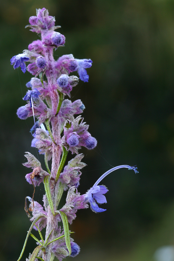 Trichostema lanatum Benth. resmi