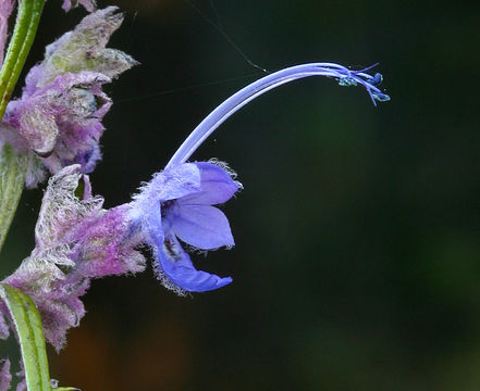 Image of woolly bluecurls