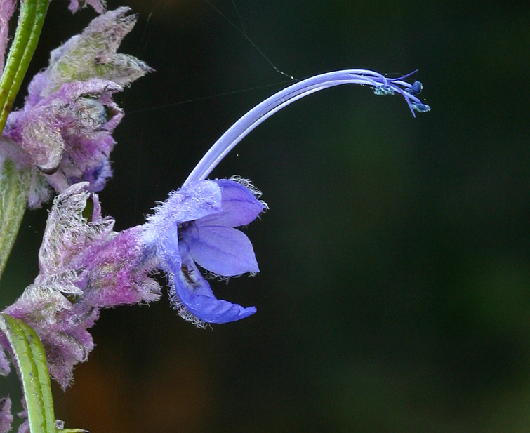 Trichostema lanatum Benth. resmi