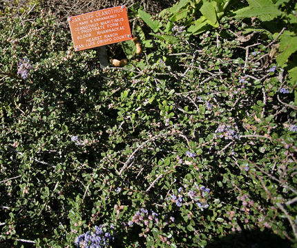 Image de Ceanothus maritimus Hoover