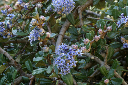 Imagem de Ceanothus maritimus Hoover