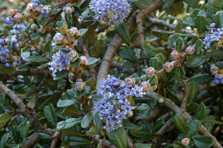 Image of maritime ceanothus