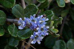 Image of maritime ceanothus