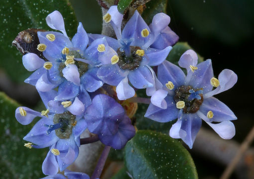 Image de Ceanothus maritimus Hoover