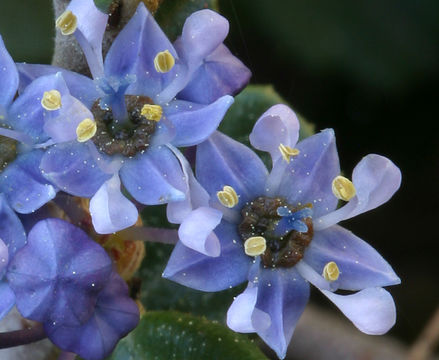 Imagem de Ceanothus maritimus Hoover