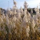 Imagem de Phragmites