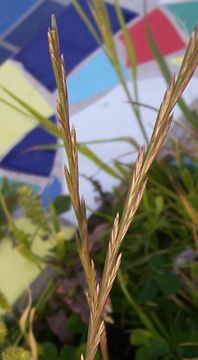 Image of perennial ryegrass