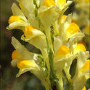 Image of Common Toadflax