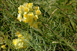 Plancia ëd Linaria vulgaris Mill.