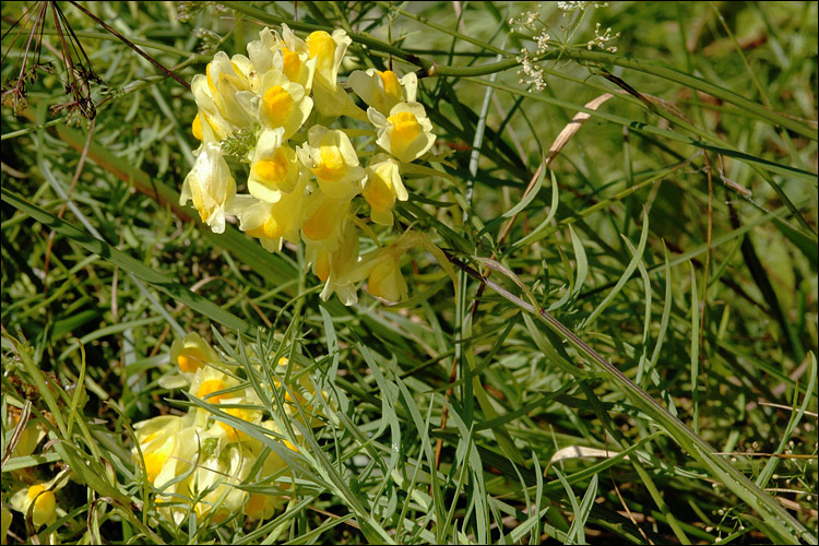 Image of Common Toadflax