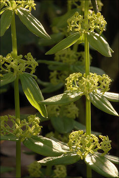 Image of Cruciata glabra (L.) Opiz