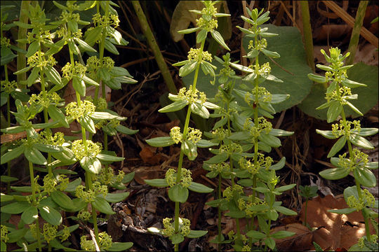 Image of Cruciata glabra (L.) Opiz