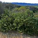 Arctostaphylos auriculata Eastw. resmi