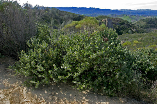 Image de Arctostaphylos auriculata Eastw.