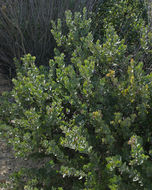 Слика од Arctostaphylos auriculata Eastw.