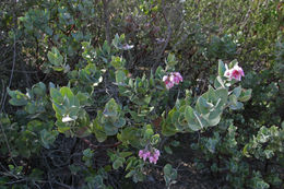 Слика од Arctostaphylos auriculata Eastw.