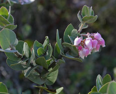 Слика од Arctostaphylos auriculata Eastw.