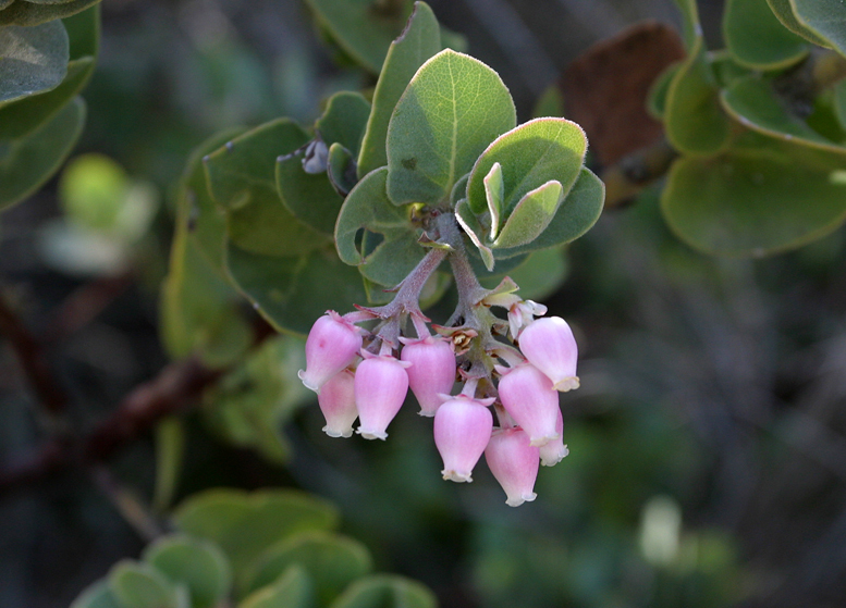 Слика од Arctostaphylos auriculata Eastw.