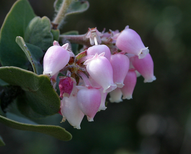 Слика од Arctostaphylos auriculata Eastw.