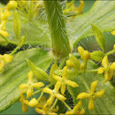 Image of bedstraw